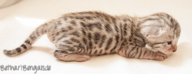 Bengalkatzen Kitten silber